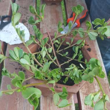 Angie's garden