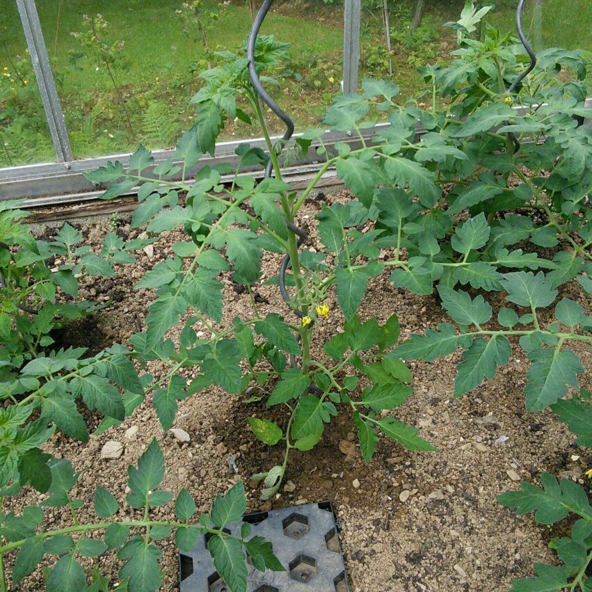 Angie's garden