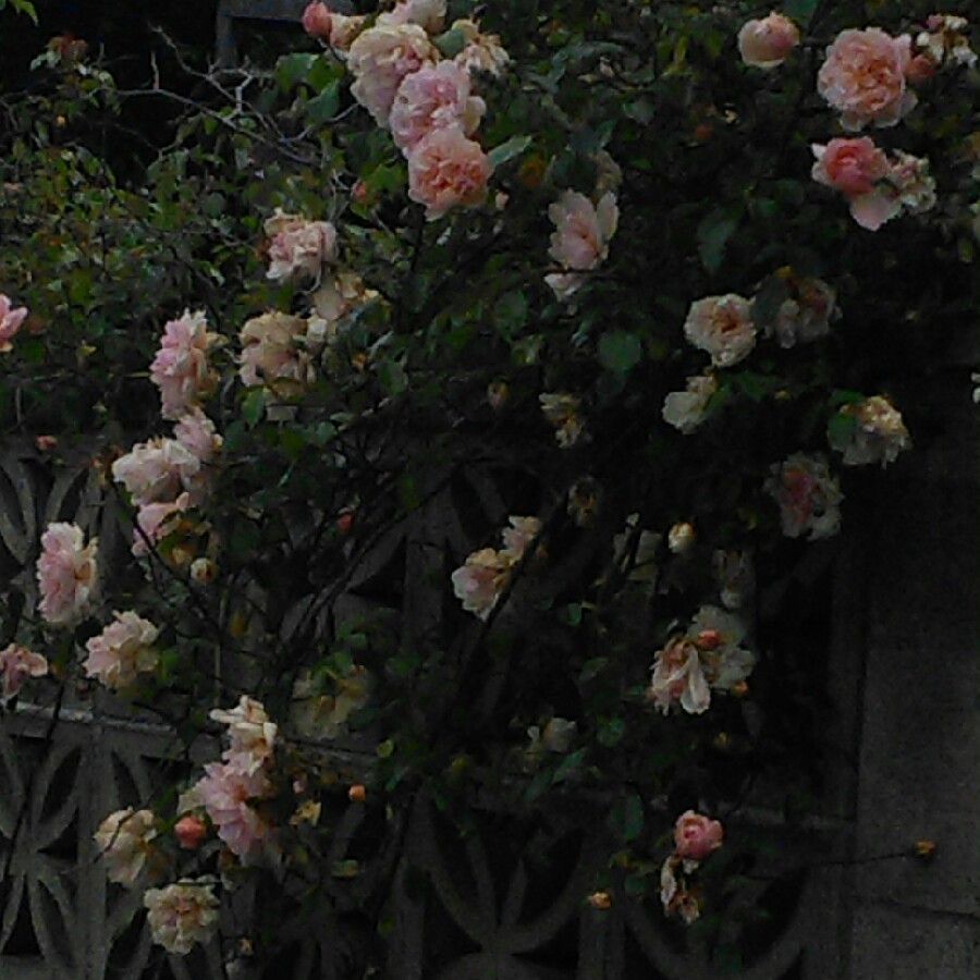 Angie's garden