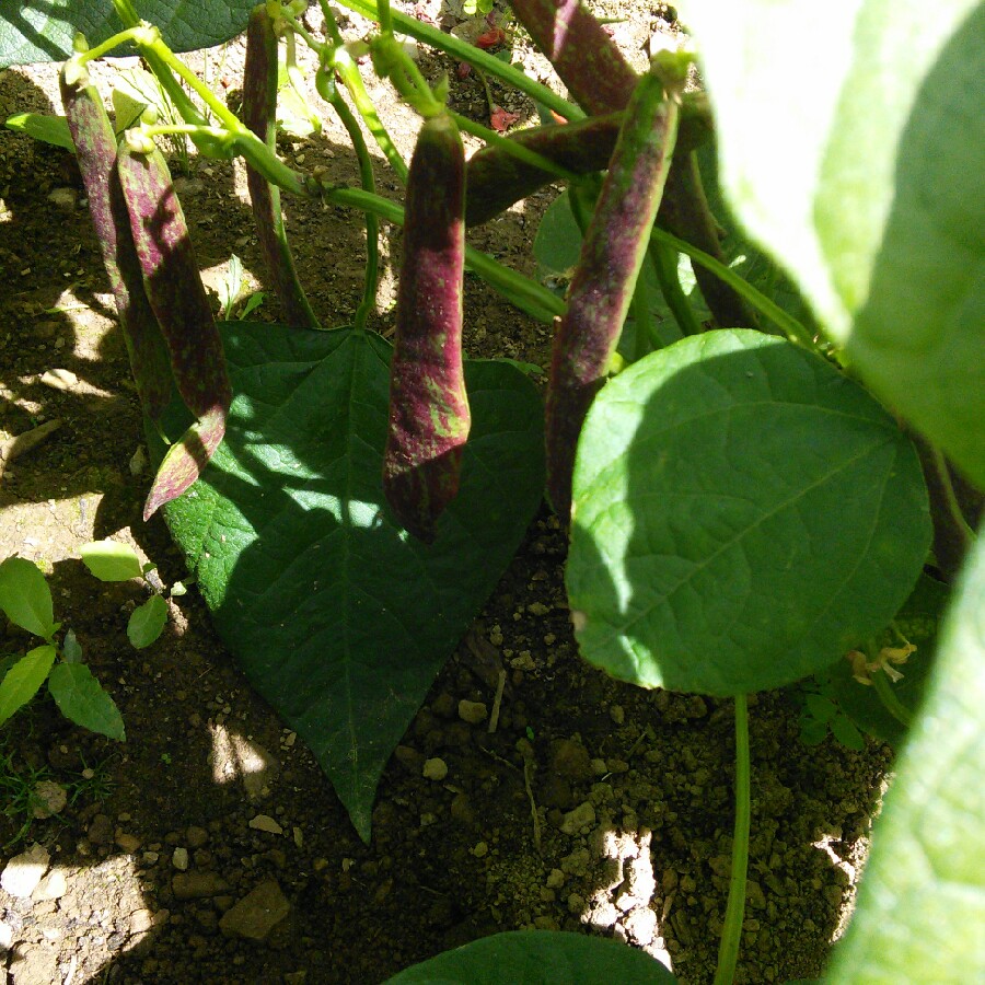 Angie's garden