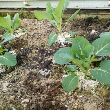 Cabbage 'Flower of Spring'