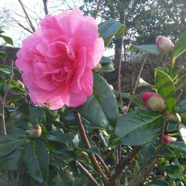 Angie's garden