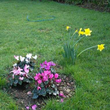 Angie's garden