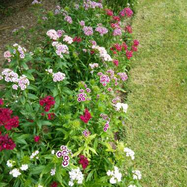 Angie's garden