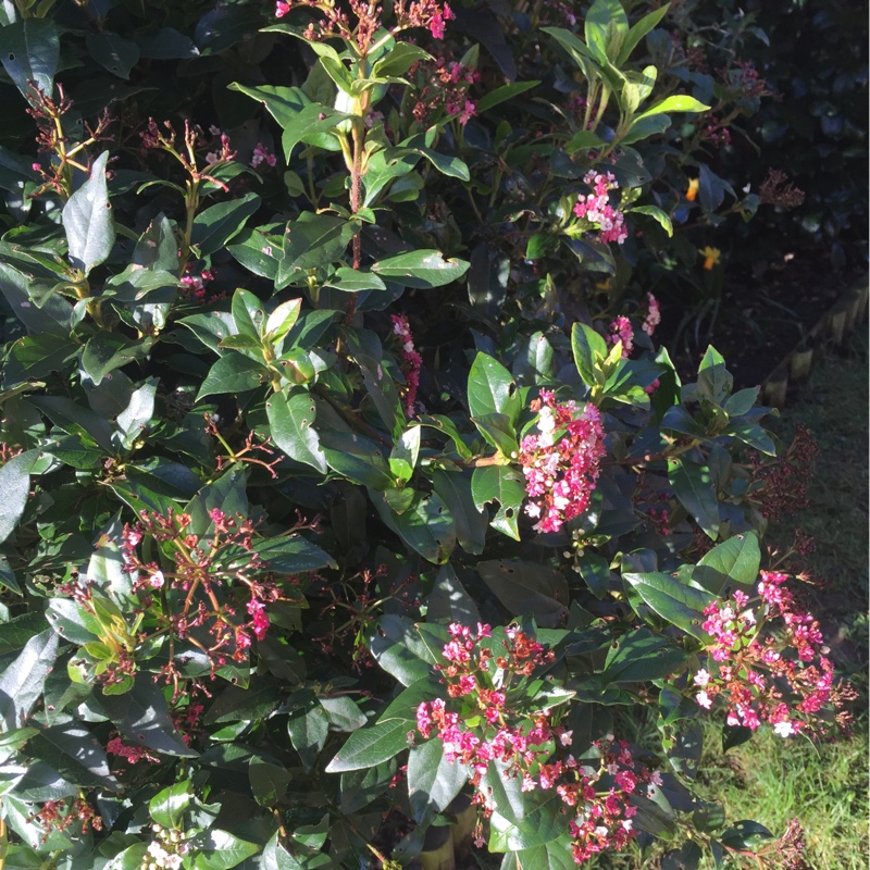 Plant image Viburnum x bodnantense