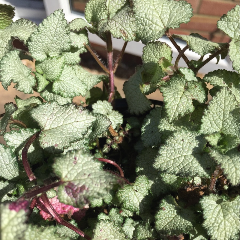 Plant image Lamium 'Maculatum' Beacon Silver'