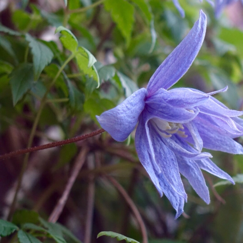 Clematis 'Wesselton'