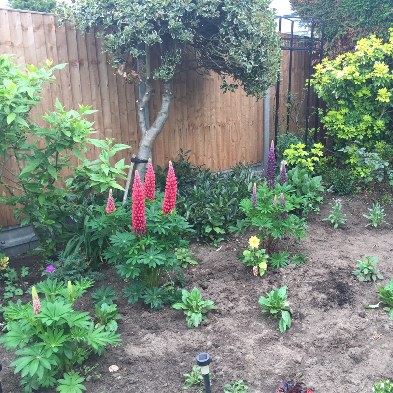 Angie's garden
