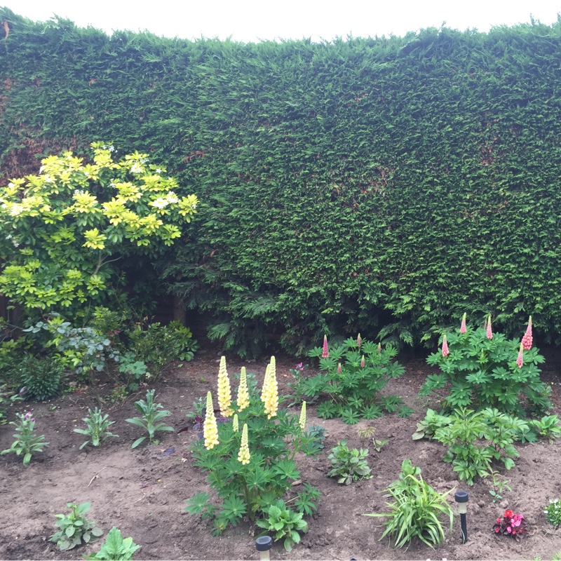 Angie's garden
