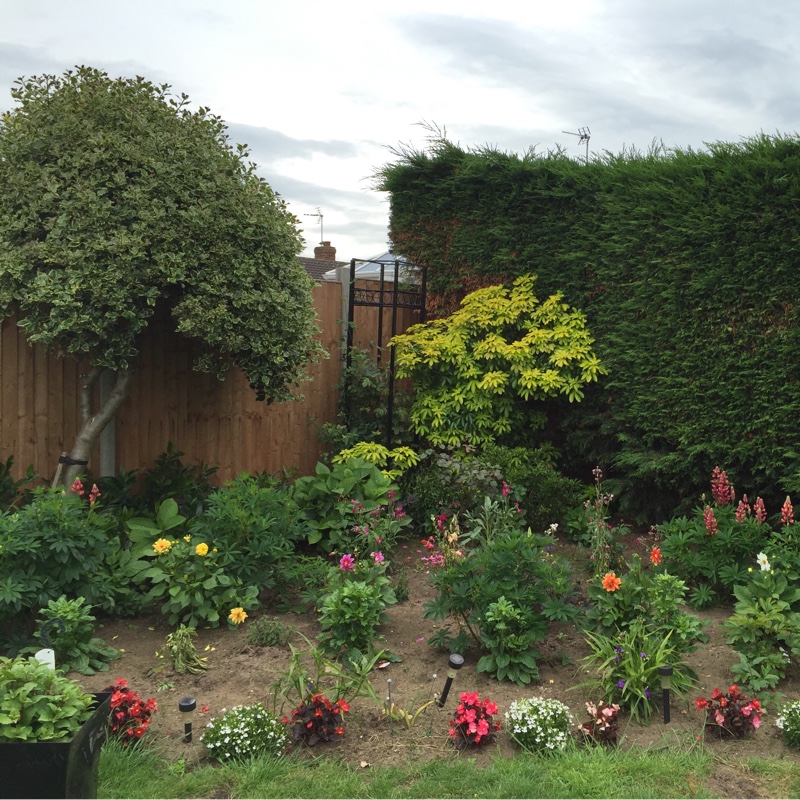 Angie's garden
