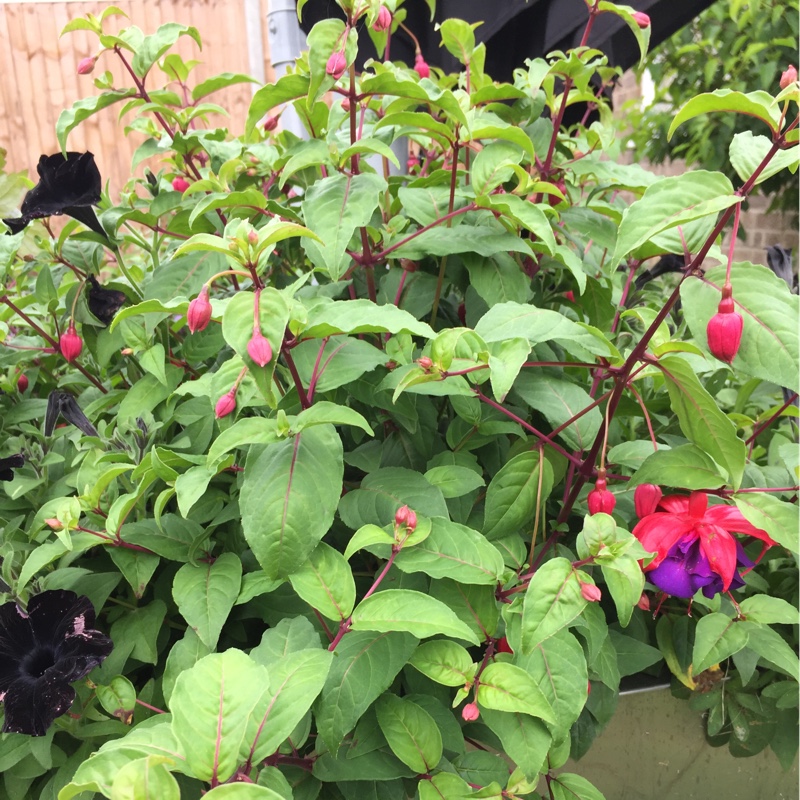Fuchsia 'Voodoo'