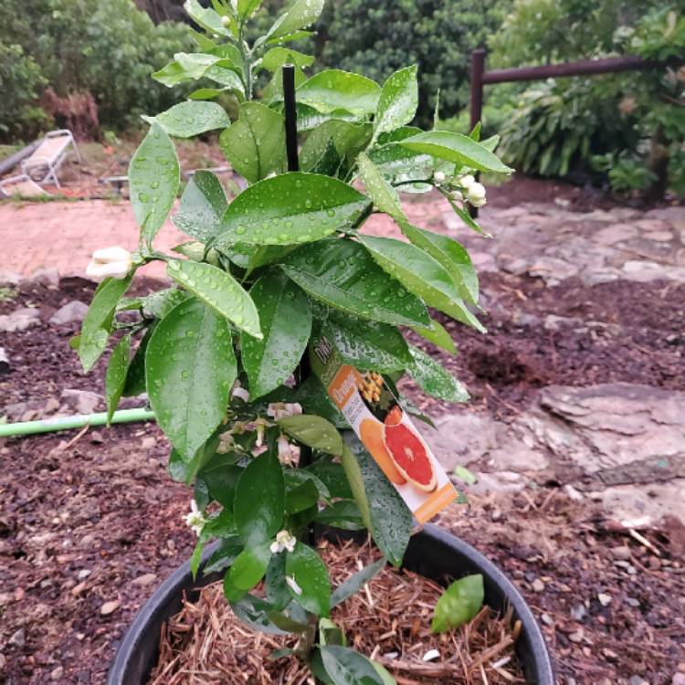 Plant image Citrus sinensis 'Cara Cara'