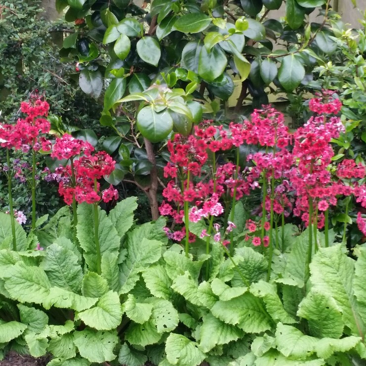Plant image Primula japonica 'Miller's Crimson'