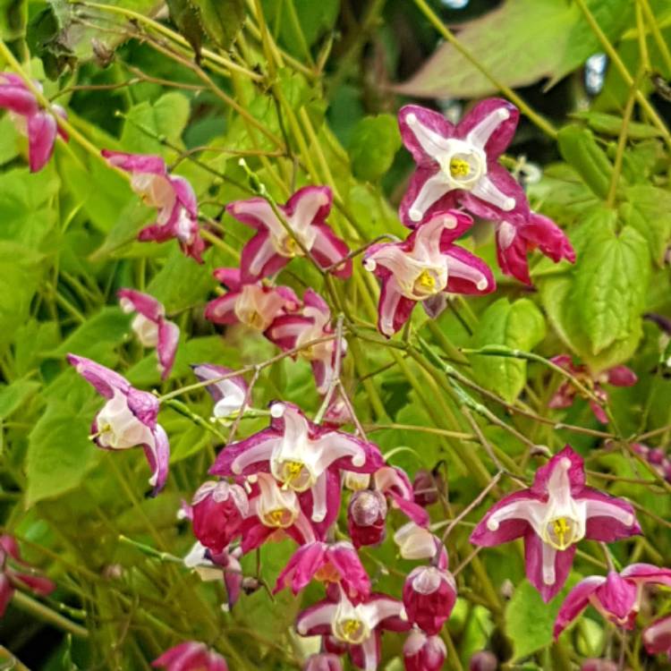 plant image 371946