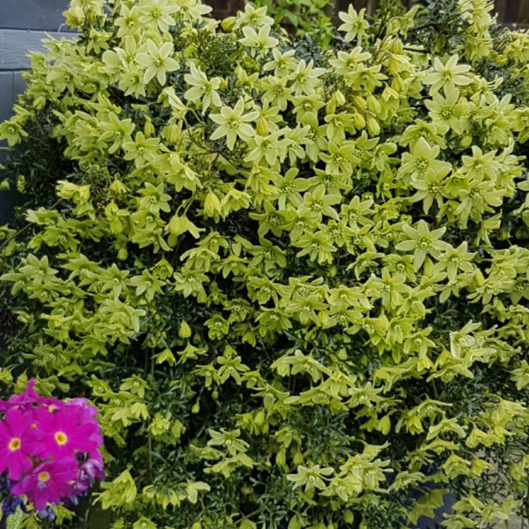 plant image 371947
