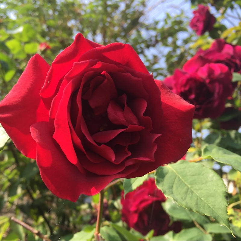 Rose (Old)