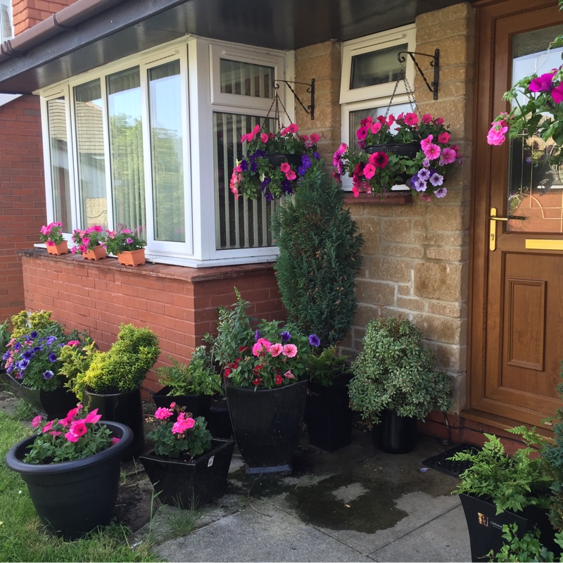 Angela's garden