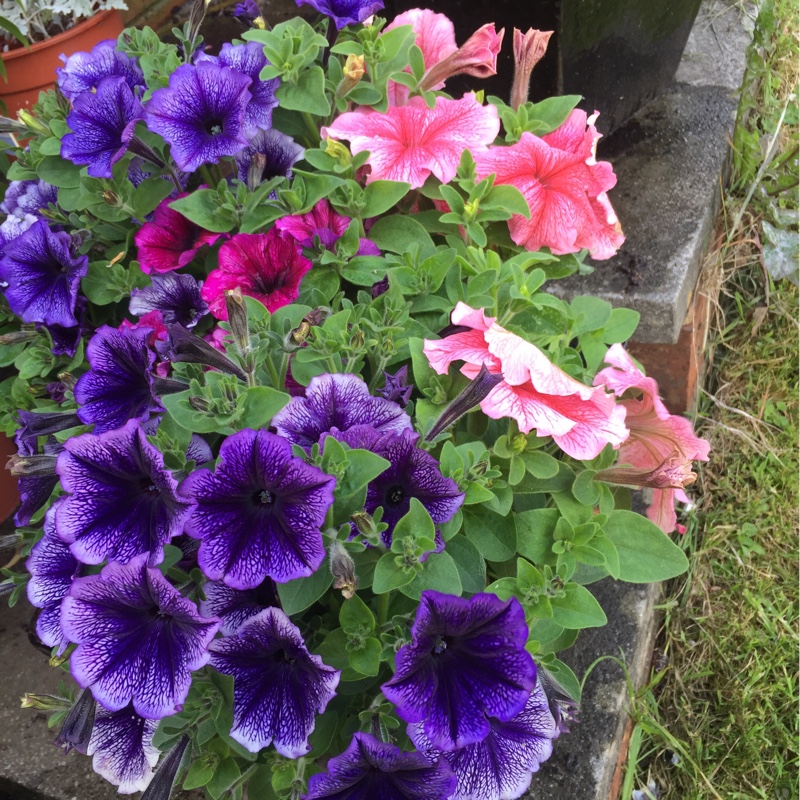 Angela's garden
