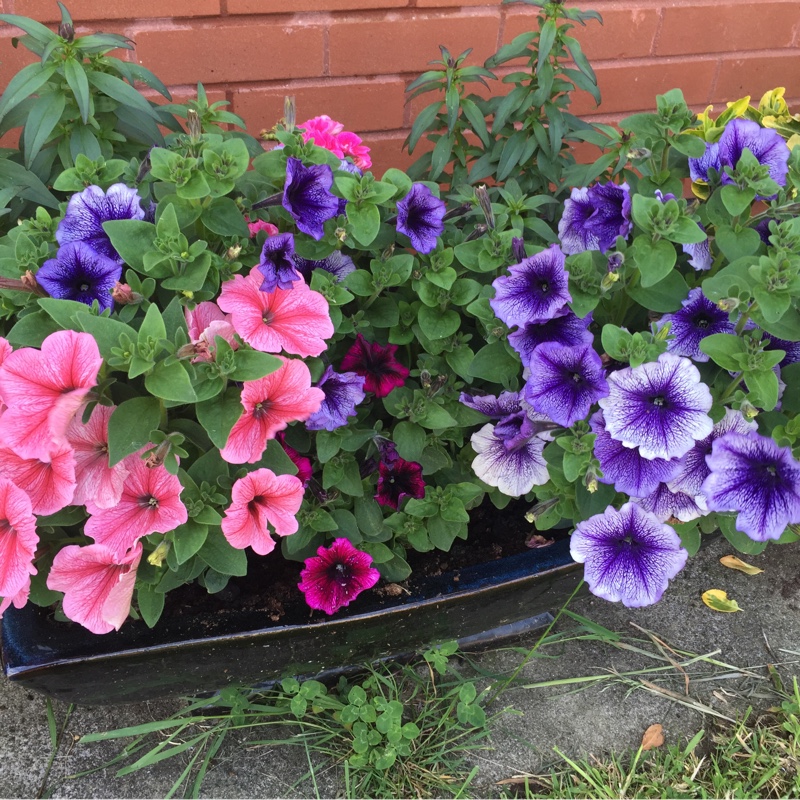 Angela's garden