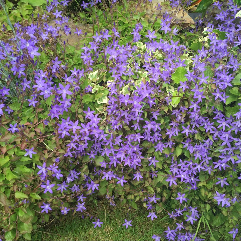Angela's garden