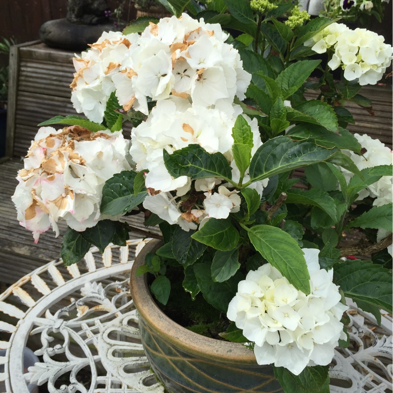 Hydrangea