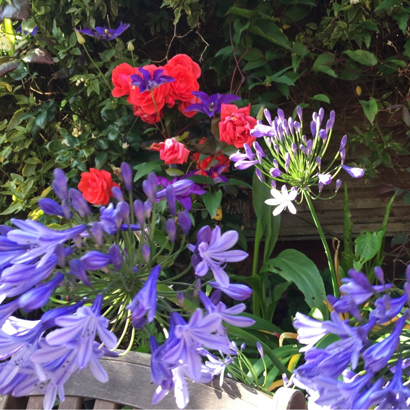 Angela's garden