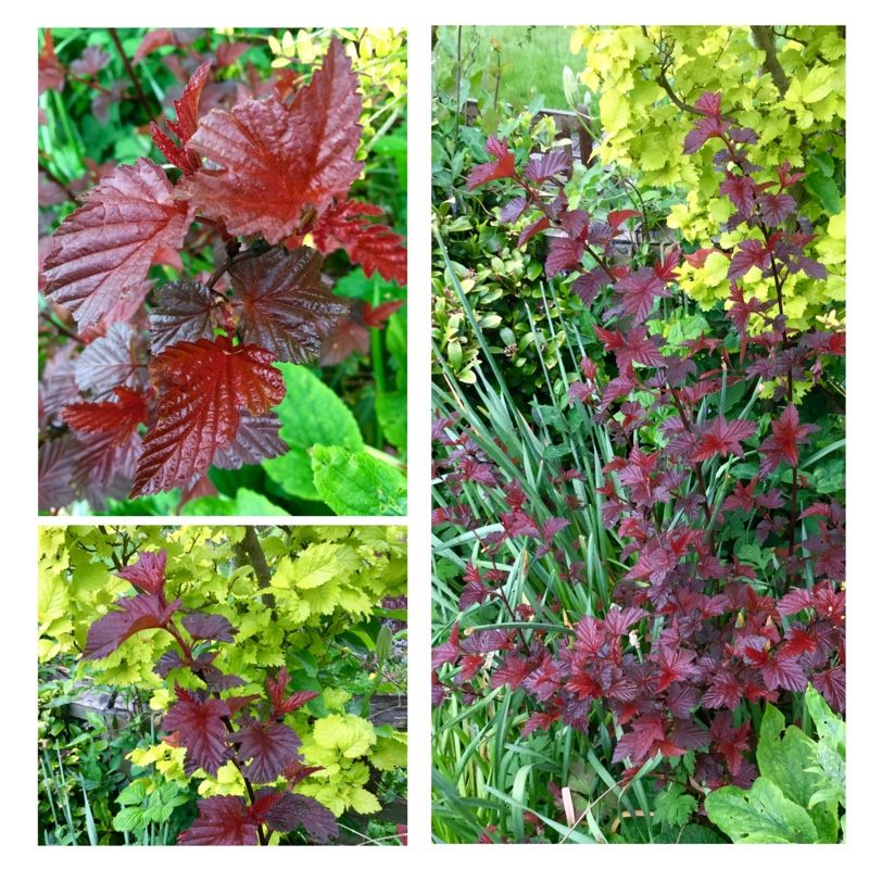 Physocarpus opulifolius 'Tuilad' syn. Physocarpus opulifolius 'Lady In Red'