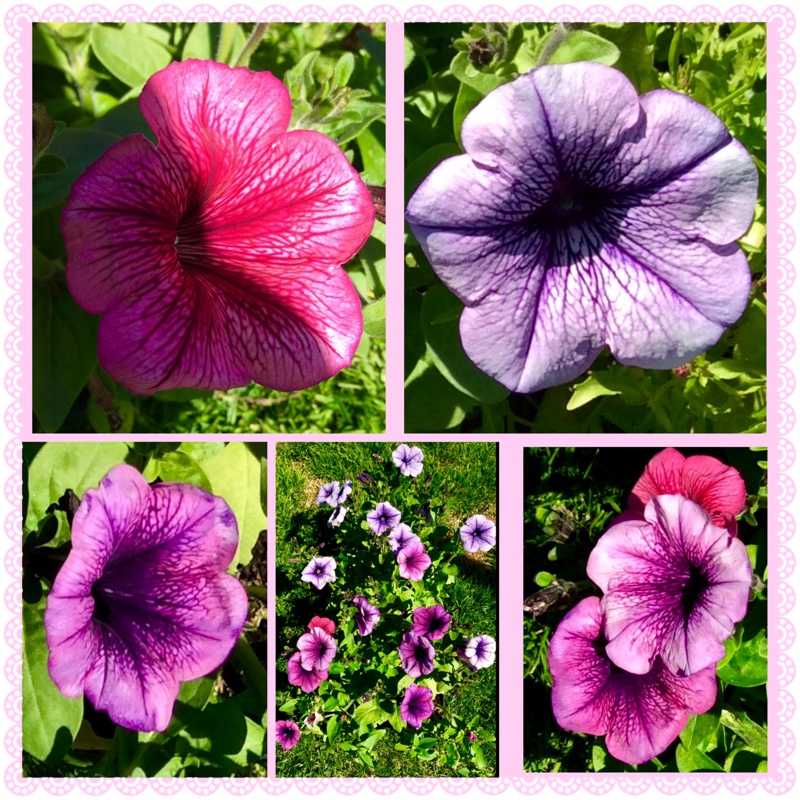 Petunia