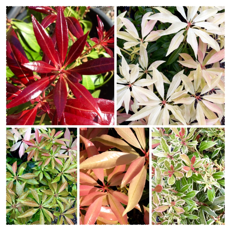 Pieris