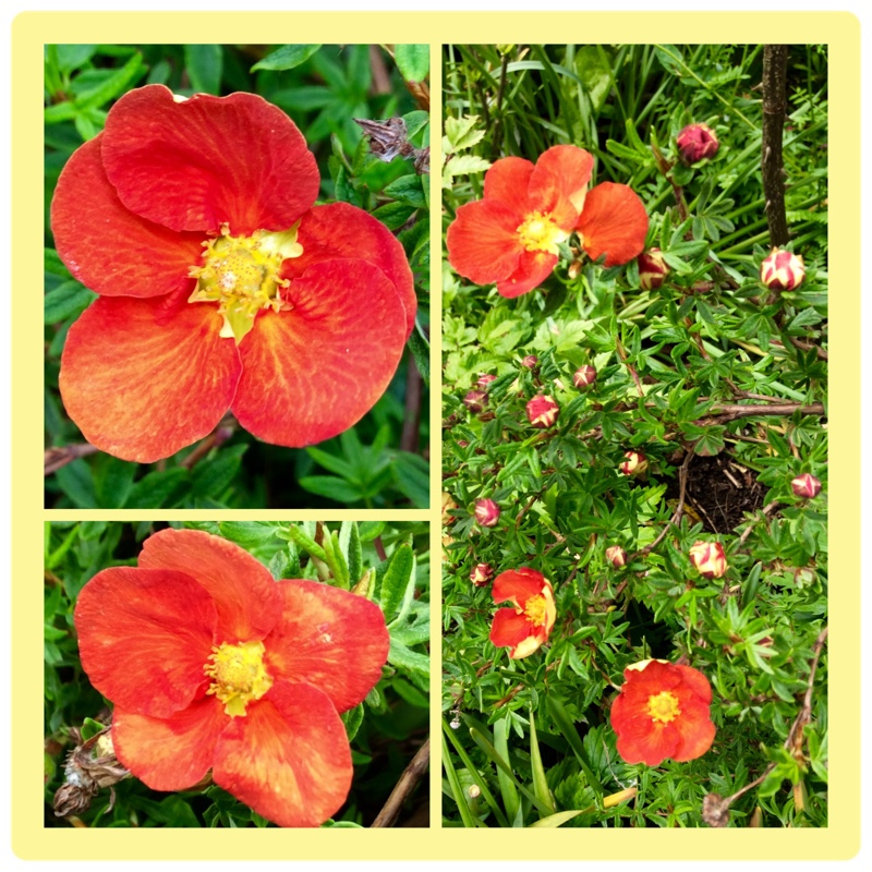 Plant image Potentilla fruticosa 'Red Ace'