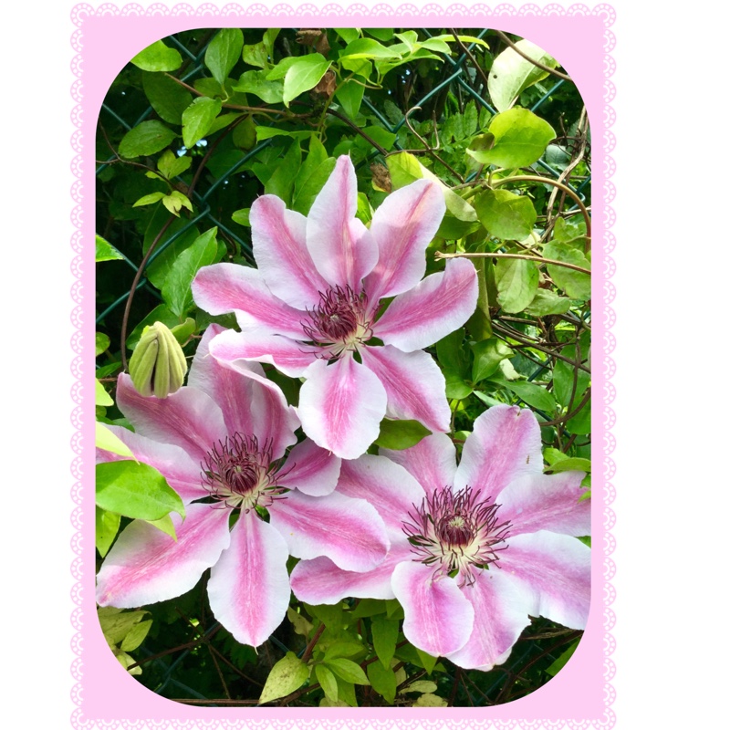 Clematis 'Nelly Moser'