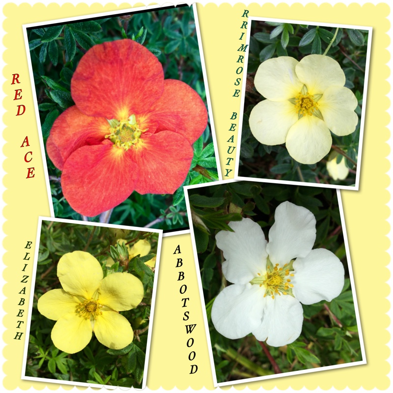 Potentilla fruticosa