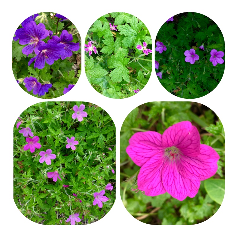 Geranium