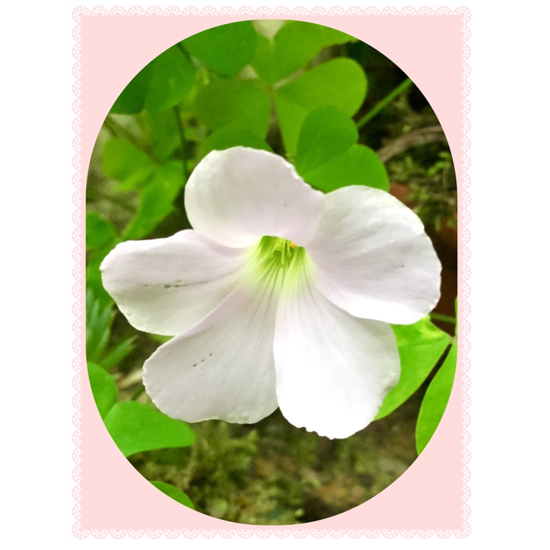 Oxalis acetosella