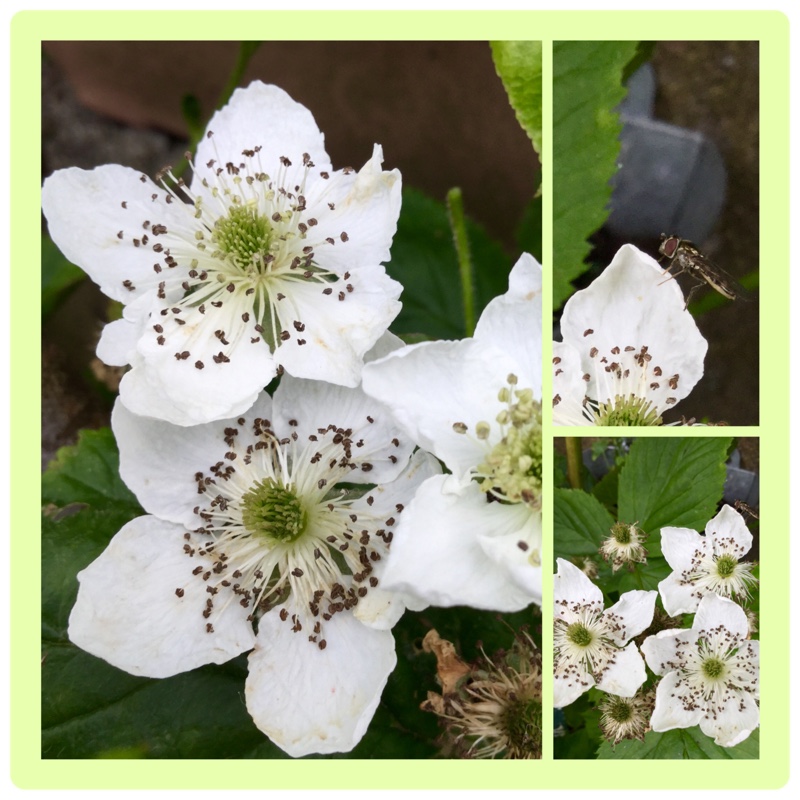 Rubus fruticosus