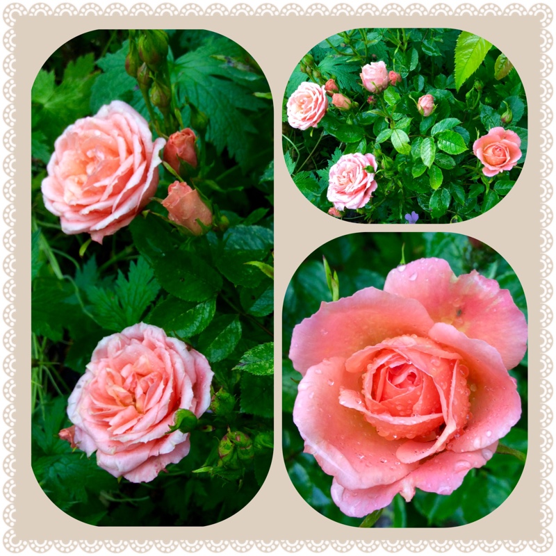 Rosa 'Sweet Dream'