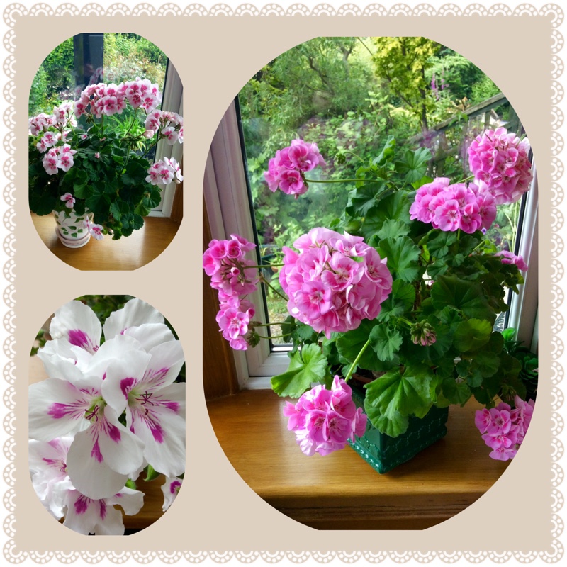 Pelargonium