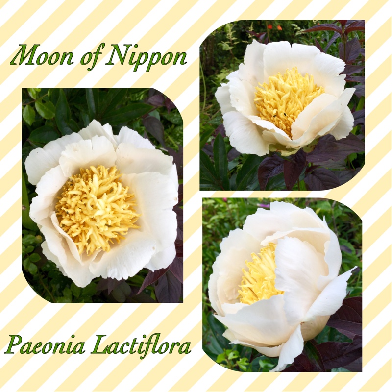 Paeonia lactiflora 'Moon of Nippon'