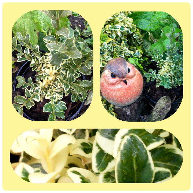 Buxus sempervirens 'Suffruticosa Variegated'