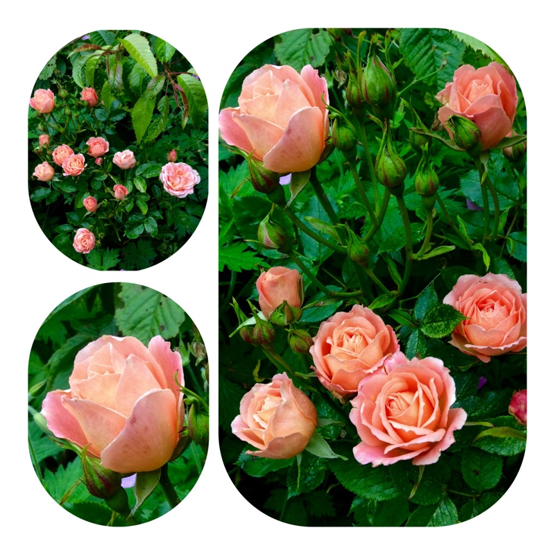 Rosa 'Sweet Memories'
