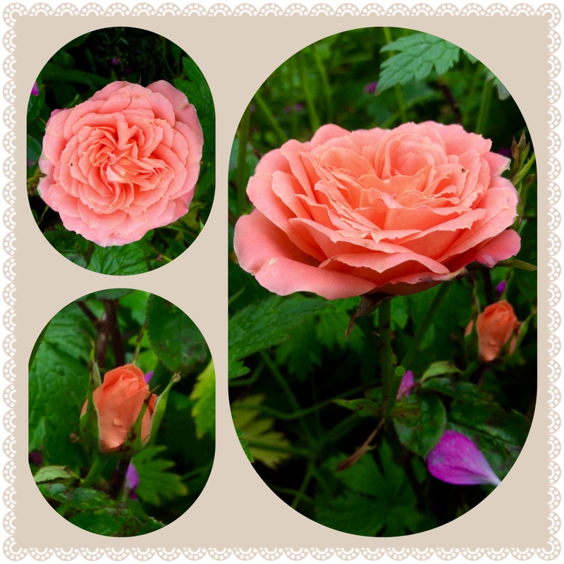 Rosa 'Peek A Boo' (Dicgrow)