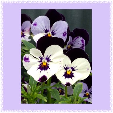 Viola x wittrockiana