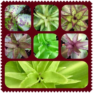 Eucomis