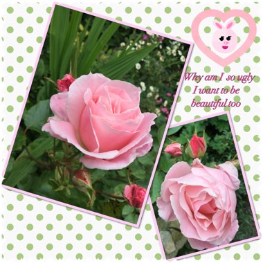 Rosa (Floribunda)
