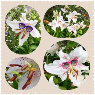Lilium 'Muscadet'