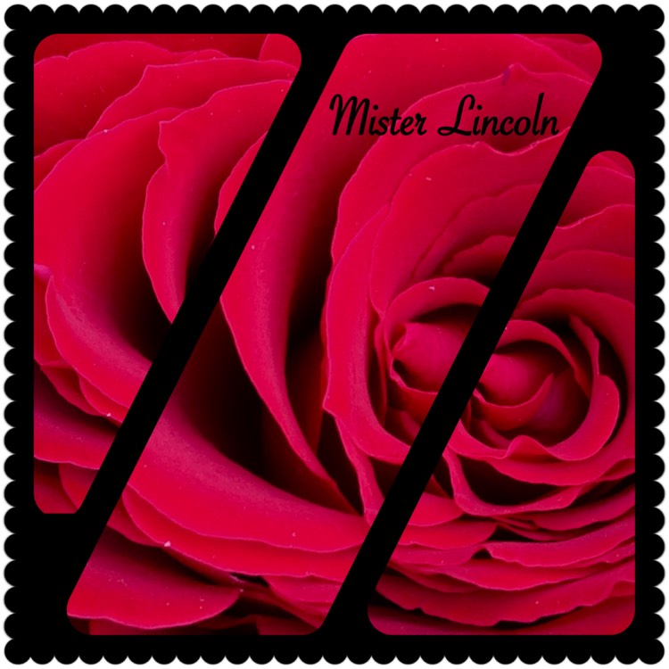 Plant image Rosa 'Mister Lincoln'