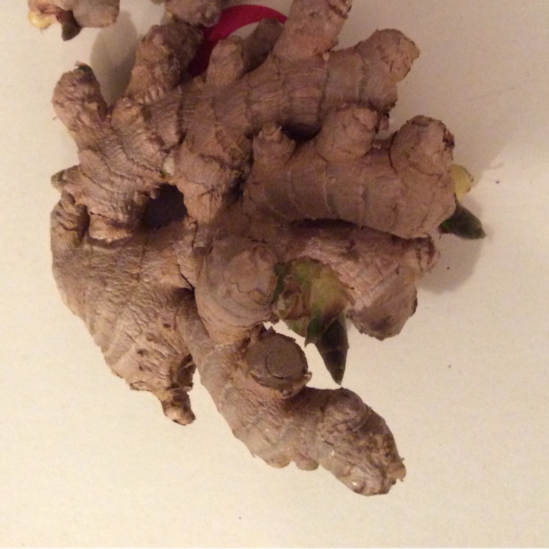 Zingiber officinale