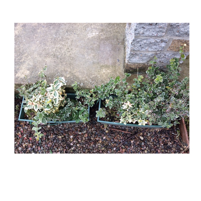 Plant image Euonymus fortunei 'Silver Queen'