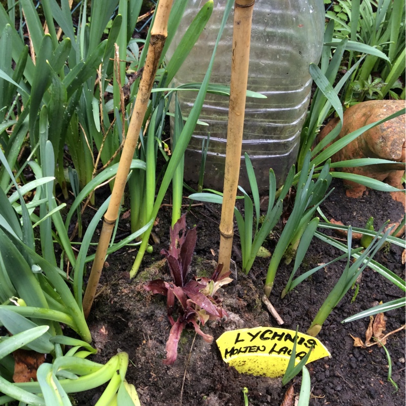 plant image 32720