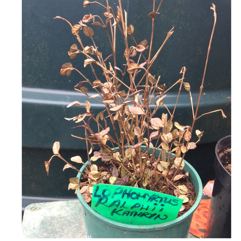 Lophomyrtus x ralphii 'Kathryn'
